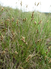 Carex praecox