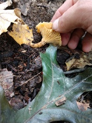 Cantharellus appalachiensis