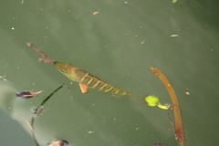 Lutjanus argentimaculatus