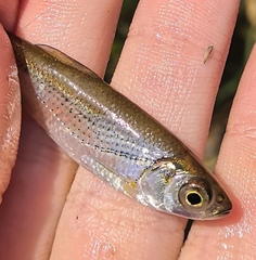 Alburnoides rossicus