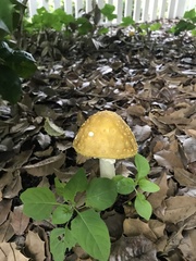 Amanita flavorubens