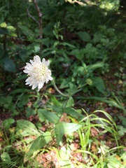 Knautia involucrata