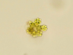 Coelastrum astroideum