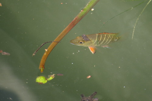 Lutjanus argentimaculatus