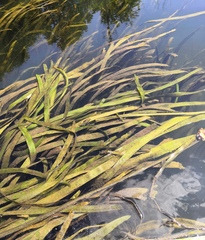 Sagittaria sagittifolia