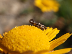 Scythris scopolella