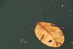 Lutjanus argentimaculatus