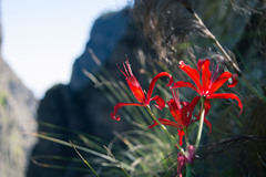 Nerine sarniensis