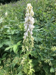 Aconitum orientale