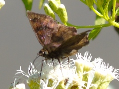 Nisoniades bromias