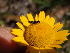 Scythris scopolella