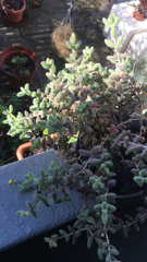 Delosperma echinatum