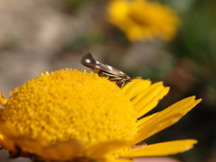 Scythris scopolella