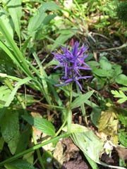 Asyneuma campanuloides