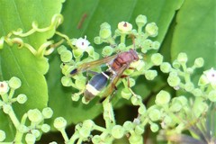 Polistes brunus