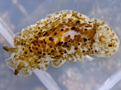 Dendrodoris grandiflora