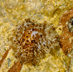 Dendrodoris grandiflora