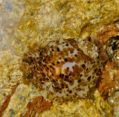 Dendrodoris grandiflora