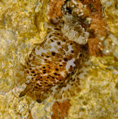 Dendrodoris grandiflora