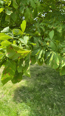 Aesculus hippocastanum