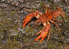 Cambarus asperimanus