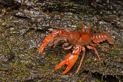 Cambarus asperimanus