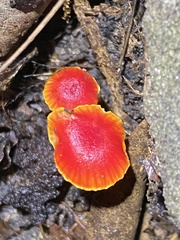 Hygrocybe collucera