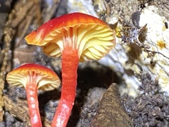 Hygrocybe collucera