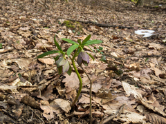 Helleborus atrorubens