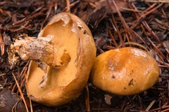 Suillus salmonicolor