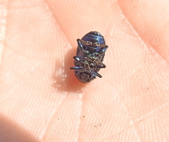 Chrysochus asclepiadeus