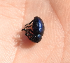 Chrysochus asclepiadeus