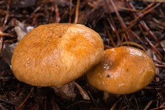 Suillus salmonicolor