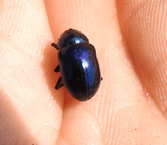 Chrysochus asclepiadeus