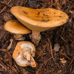Suillus salmonicolor