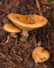 Suillus salmonicolor