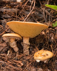 Suillus salmonicolor