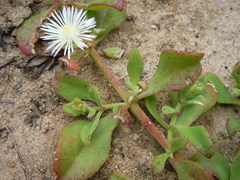 Mesembryanthemum aitonis