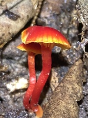 Hygrocybe collucera