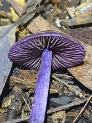 Cortinarius austroviolaceus