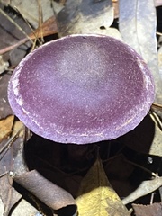 Cortinarius austroviolaceus