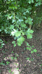 Crataegus monogyna