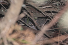 Potorous tridactylus