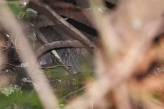 Potorous tridactylus