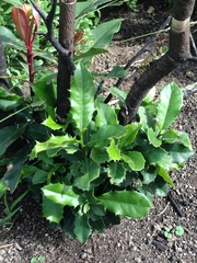 Elaeodendron croceum