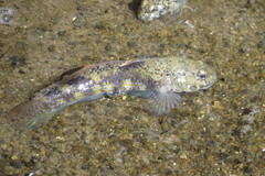 Bathygobius fuscus