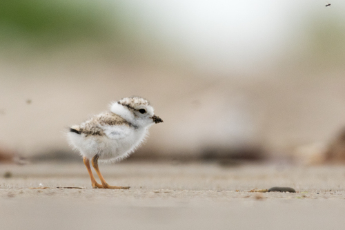 Piping Plover