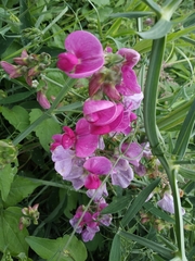 Lathyrus latifolius