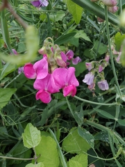 Lathyrus latifolius