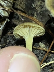 Camarophyllopsis